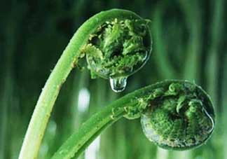 吃蕨菜會過敏嗎？皮膚過敏能吃蕨菜嗎？