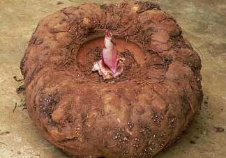 魔芋什么人不能吃？魔芋哪些人不能吃？