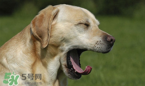 打哈欠會(huì)傳染嗎？打哈欠會(huì)不會(huì)傳染