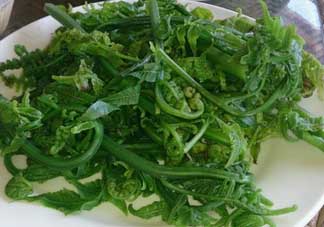 蕨菜是發(fā)物嗎？蕨菜是不是發(fā)物嗎？