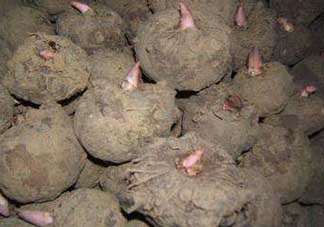 魔芋什么時候種植？魔芋怎么種植技術(shù)？