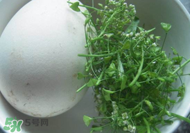 薺菜煮鵝蛋治高血壓嗎？薺菜煮鵝蛋的功效