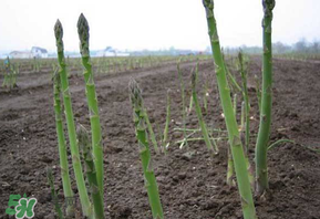 蘆筍花能吃嗎？蘆筍上面的花能吃嗎？