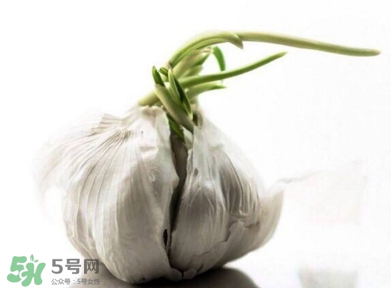 發(fā)芽的大蒜能吃嗎？發(fā)芽的大蒜能不能吃