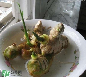 生姜發(fā)芽了能吃嗎？生姜發(fā)芽了能不能吃