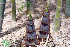 春筍熱量高嗎？吃春筍會(huì)發(fā)胖嗎？