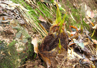 春筍不能和什么同吃？春筍不能和什么一起吃？