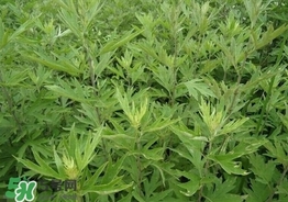 艾葉可以治婦科病嗎？艾葉能治婦科病嗎