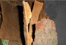 香樟樹的香味有害嗎？香樟樹的香味有沒有害