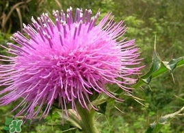 刺兒菜的營養(yǎng)價值_刺兒菜的功效與作用及食用方法 刺兒菜的營養(yǎng)價值_刺兒菜的功效與作用及食用方法