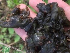 地木耳的營養(yǎng)價(jià)值_地木耳的功效與作用及食用方法