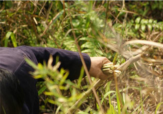 3月份有春筍吃嗎？三月份可以吃春筍嗎？