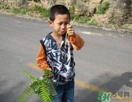 刺苔怎么吃 刺苔有什么功效 刺苔怎么吃 刺苔有什么功效