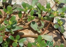 螞蟻菜的營(yíng)養(yǎng)價(jià)值_螞蟻菜的功效與作用及食用方法