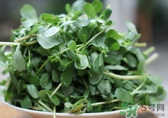 螞蟻菜的營(yíng)養(yǎng)價(jià)值_螞蟻菜的功效與作用及食用方法