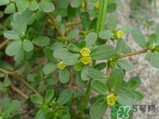 螞蟻菜的營(yíng)養(yǎng)價(jià)值_螞蟻菜的功效與作用及食用方法