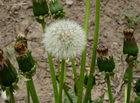 蒲公英葉子怎么吃？蒲公英葉子能吃嗎