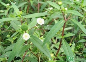 蒲公英的根和葉哪個好？蒲公英葉和根的功效