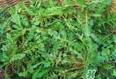 菱角菜的營(yíng)養(yǎng)價(jià)值_菱角菜的功效與作用及食用方法