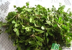 菱角菜的營(yíng)養(yǎng)價(jià)值_菱角菜的功效與作用及食用方法