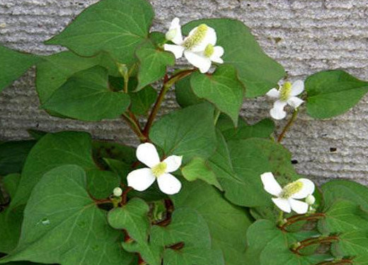 蕺菜怎么念？蕺菜怎么讀