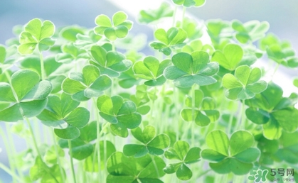 酢漿草怎么讀？酢漿草與三葉草的區(qū)別