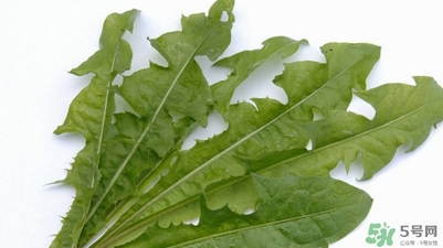 蒲公英的根和葉哪個好？蒲公英葉和根的功效