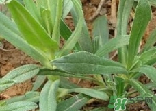 面條菜的營(yíng)養(yǎng)價(jià)值_面條菜的功效與作用及食用方法