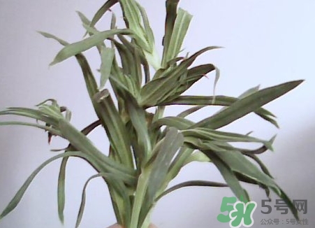 面條菜的營(yíng)養(yǎng)價(jià)值_面條菜的功效與作用及食用方法