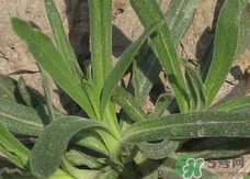 面條菜的營(yíng)養(yǎng)價(jià)值_面條菜的功效與作用及食用方法