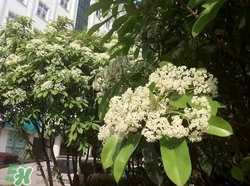 石楠花可以吃嗎?石楠花花語 石楠花可以吃嗎?石楠花花語