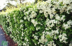 石楠花可以吃嗎?石楠花花語 石楠花可以吃嗎?石楠花花語