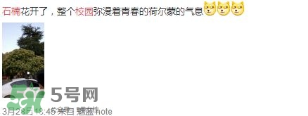 為什么學(xué)校要種石楠花？石楠花的味道為什么這么銷魂？