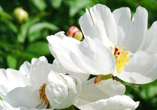 白芍可以美白嗎？白芍怎么美白？