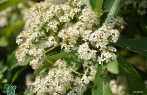 女生說她喜歡石楠花的味道是什么意思？女生對石楠花氣味是什么感覺？