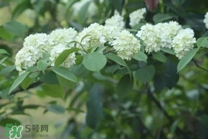 為什么學(xué)校要種石楠花？石楠花的味道為什么這么銷魂？