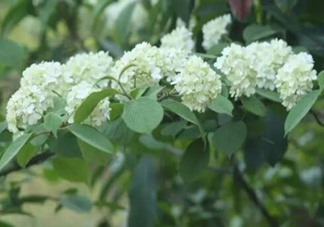 為什么學校要種石楠花？石楠花的味道為什么這么銷魂？