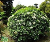 為什么學(xué)校要種石楠花？石楠花的味道為什么這么銷魂？