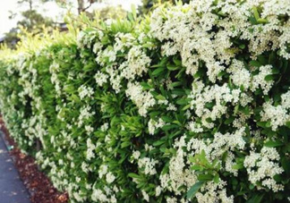 石楠花可以吃嗎？石楠花花語