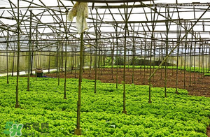 五月份種什么蔬菜？5月份適合種什么蔬菜？