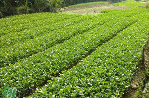 五月份種什么蔬菜？5月份適合種什么蔬菜？