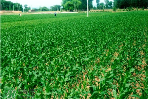 五月份種什么蔬菜？5月份適合種什么蔬菜？