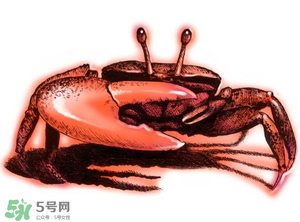 五月份可以吃螃蟹嗎？5月份可以吃螃蟹嗎？