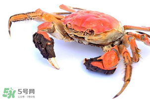 五月份可以吃螃蟹嗎？5月份可以吃螃蟹嗎？