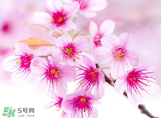 五月份還有櫻花嗎？日本5月份還有櫻花嗎？