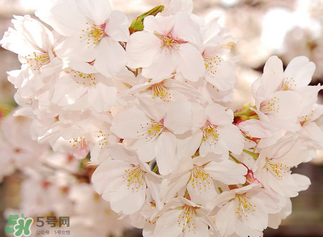 五月份還有櫻花嗎？日本5月份還有櫻花嗎？