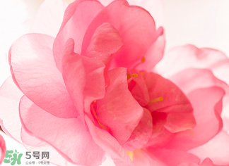 五月份還有櫻花嗎？日本5月份還有櫻花嗎？