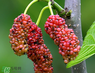 桑葚什么時(shí)候結(jié)果？桑葚幾年結(jié)果？