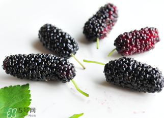 桑葚什么時(shí)候結(jié)果？桑葚幾年結(jié)果？