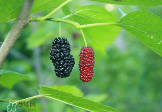 桑葚什么時(shí)候結(jié)果？桑葚幾年結(jié)果？